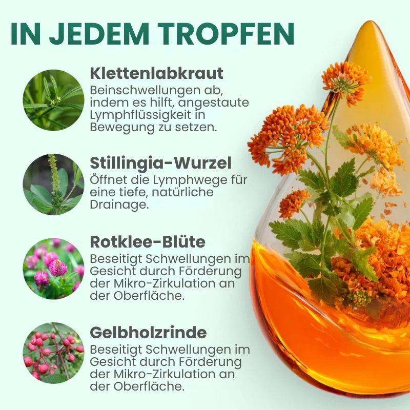 Lymphoria™ | Pflanzliche Unterstützung für Ihre Lymphe - Image 9